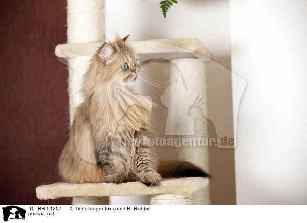 persian cat / RR-51257