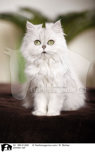 shaded-silver Perser / persian cat / RR-51269