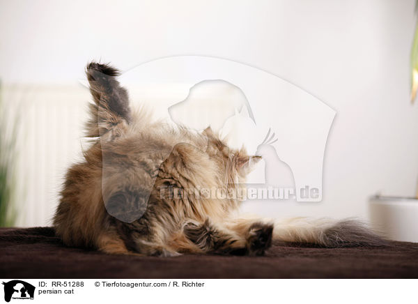 shaded-golden Perser / persian cat / RR-51288