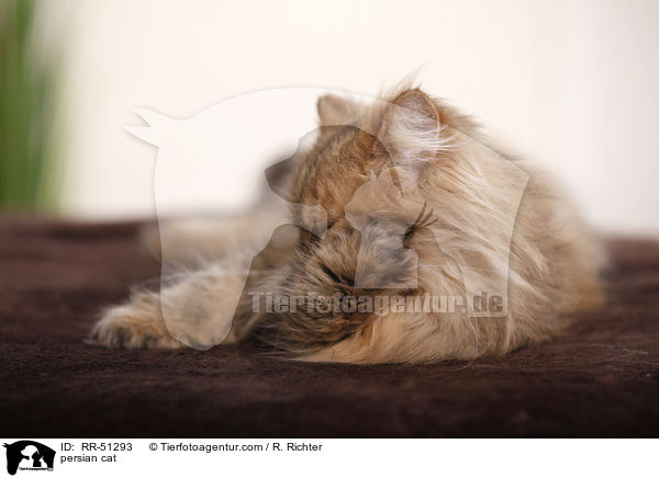 shaded-golden Perser / persian cat / RR-51293