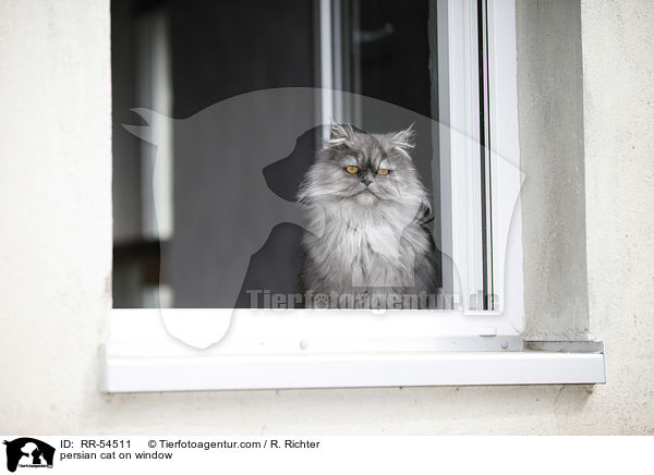Perser am Fester / persian cat on window / RR-54511