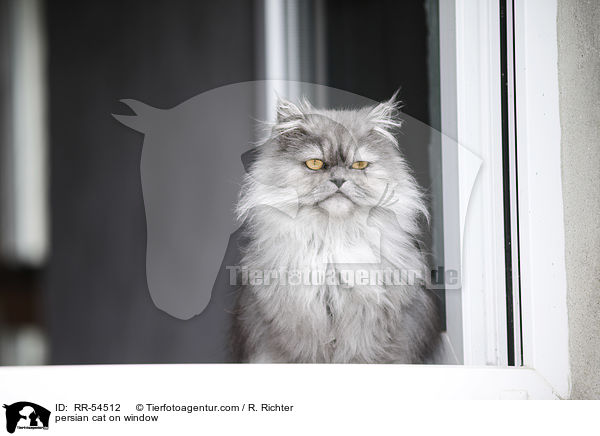 Perser am Fester / persian cat on window / RR-54512