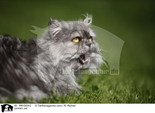 Perser Katze / persian cat / RR-54542