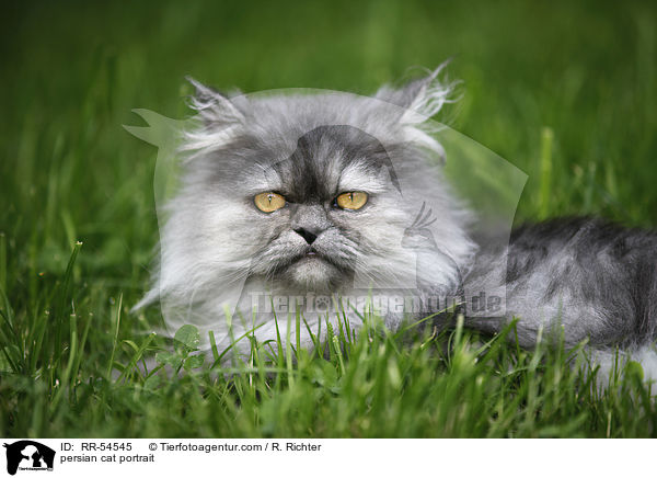 Perser Portrait / persian cat portrait / RR-54545