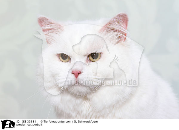 persian cat portrait / SS-33331