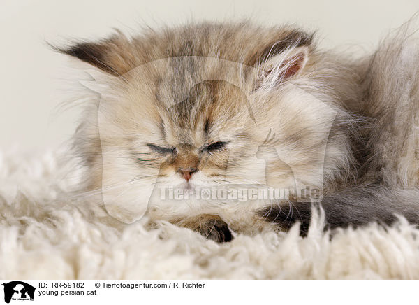 junge Perserkatze / young persian cat / RR-59182