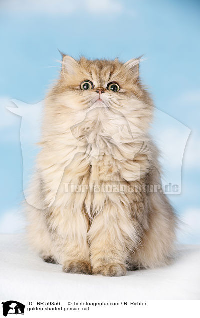 golden-shaded Perser / golden-shaded persian cat / RR-59856