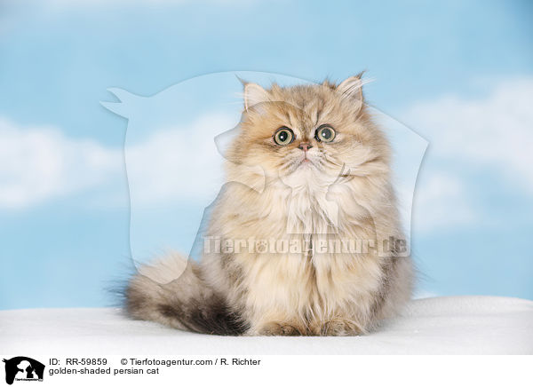 golden-shaded Perser / golden-shaded persian cat / RR-59859