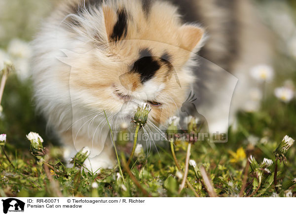 Perserkatze auf einer Blumenwiese / Persian Cat on meadow / RR-60071