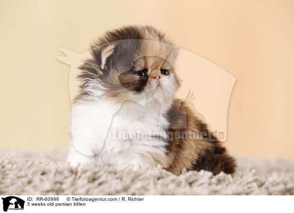 3 weeks old persian kitten / RR-60996