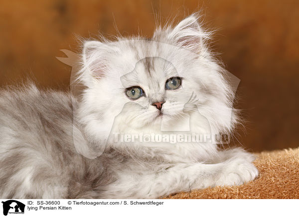 liegendes Perser Ktzchen / lying Persian Kitten / SS-36600