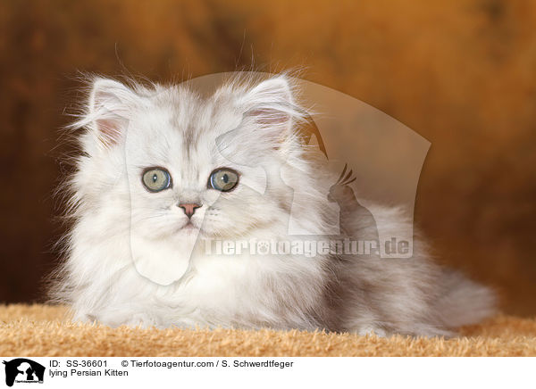 liegendes Perser Ktzchen / lying Persian Kitten / SS-36601