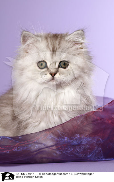 sitzendes Perser Ktzchen / sitting Persian Kitten / SS-36614