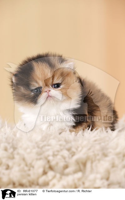 Perserktzchen / persian kitten / RR-61077