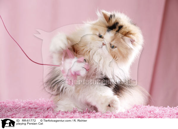 playing Persian Cat / RR-61772