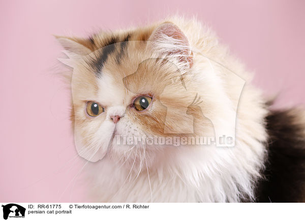 Perser Portrait / persian cat portrait / RR-61775