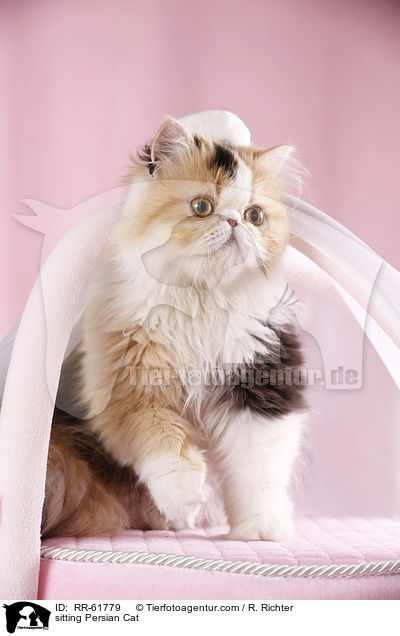 sitting Persian Cat / RR-61779