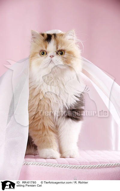 sitzende Perserkatze / sitting Persian Cat / RR-61780