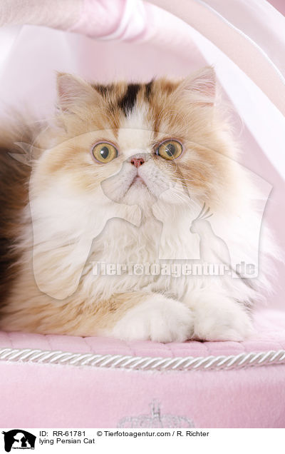 lying Persian Cat / RR-61781