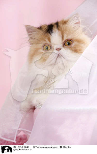 liegende Perserkatze / lying Persian Cat / RR-61789