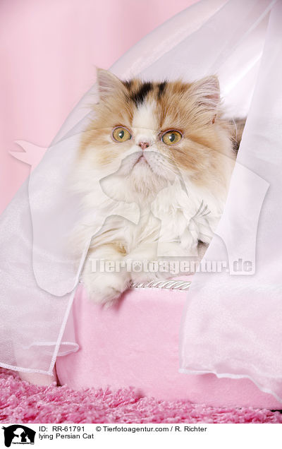 lying Persian Cat / RR-61791