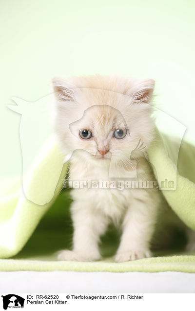 Perser Ktzchen / Persian Cat Kitten / RR-62520