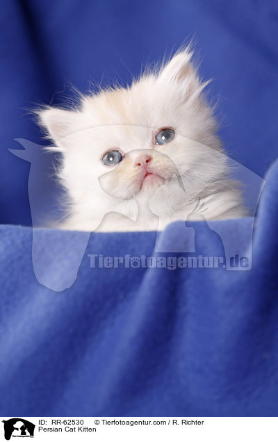 Perser Ktzchen / Persian Cat Kitten / RR-62530