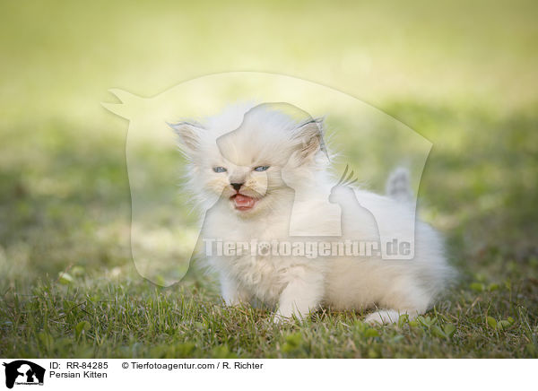 Perser Ktzchen / Persian Kitten / RR-84285