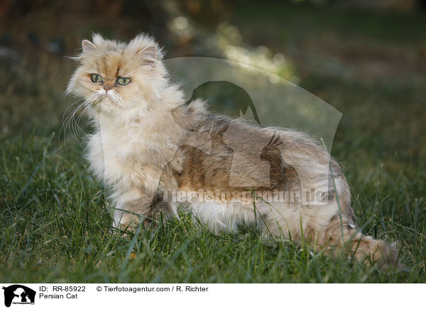 Perser / Persian Cat / RR-85922