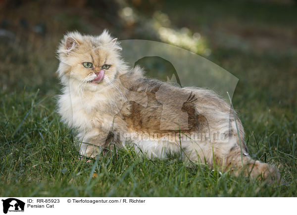 Perser / Persian Cat / RR-85923