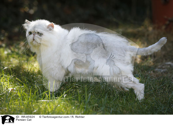 Perser / Persian Cat / RR-85924