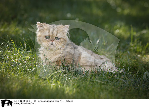 sitzende Perser / sitting Persian Cat / RR-85930