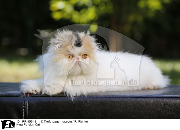 lying Persian Cat / RR-85941