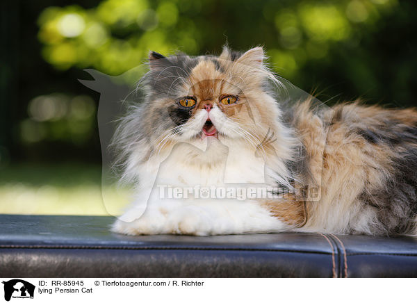 liegende Perser / lying Persian Cat / RR-85945