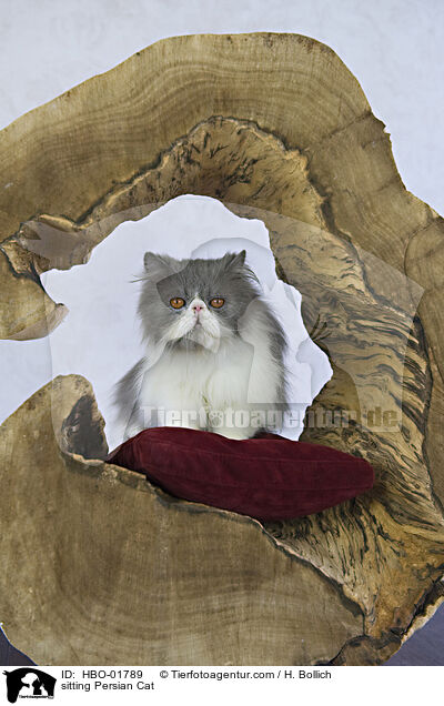 sitzende Perser / sitting Persian Cat / HBO-01789