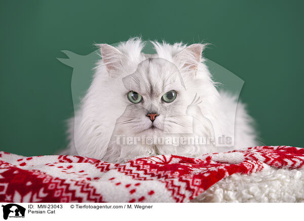 Perser / Persian Cat / MW-23043