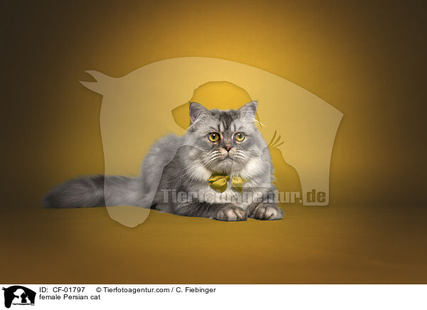 Perser Ktzin / female Persian cat / CF-01797