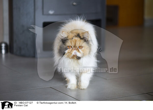 Perser / Persian Cat / HBO-07127