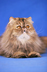 lying persian cat