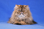 lying persian cat