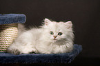 Persian cat Kitten