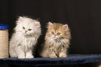 Persian cat Kitten