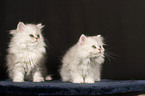 Persian cat Kitten