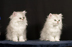 Persian cat Kitten