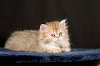 Persian cat Kitten