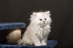 Persian cat Kitten