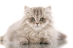 lying Persian Cat