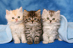 3 cute Persian kitten