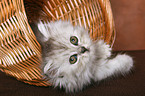 cute Persian kitten in basket