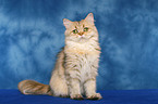 sitting Persian cat